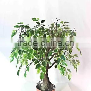 Mini Fake Banyan Bonsai thumbnail-1