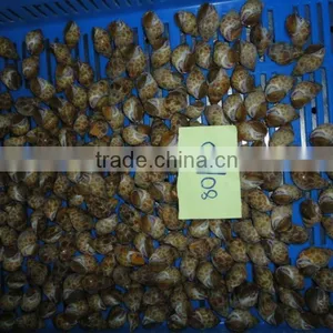 Frozen Baigai ( (Babylonia Formosae) thumbnail-1
