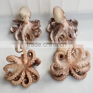 Frozen Boiled Baby Octopus Flower Galicia Seafood thumbnail-1
