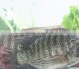 Whole & Round Frozen Tilapia thumbnail-1