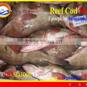 FROZEN REEF COD FISH WHOLE ROUND thumbnail-4