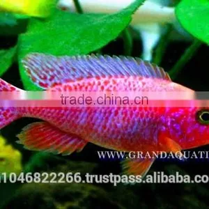Malawi Cichlid Fish Farm For Sale and Export thumbnail-5