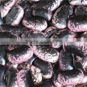 Large Black Speckled Kidney Beans thumbnail-1