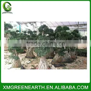 Ficus Microcarpa Multiroots 2-2.5m (1) thumbnail-1