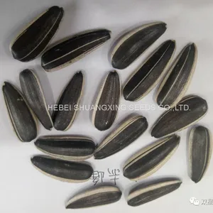 Raw Natural Chinese Black Sunflower Seeds for Planting thumbnail-5
