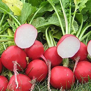 Red Skin High Quality Hybrid Radish Seeds thumbnail-4