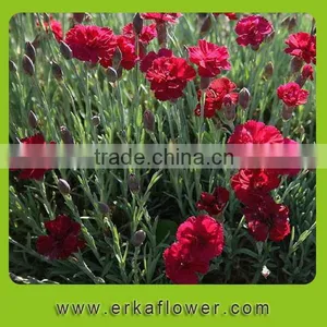 Natural Promotional Fresh Cut Carnation Flower Arrangements thumbnail-3