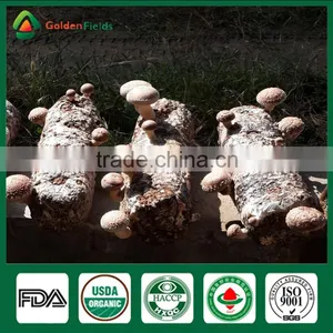 Shiitake Mushroom Fresh Health Food Shiitake Mushroom Whleseller thumbnail-2