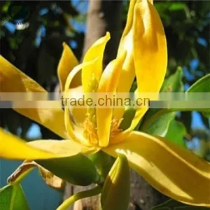 Essential Ylang Ylang Oil thumbnail-1