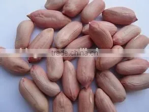 Supply High Quality Peanut Kernels thumbnail-4