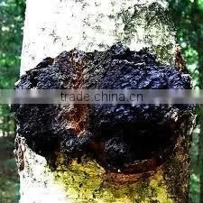 Chaga Mushroom Extract 20% Polysaccharides thumbnail-1