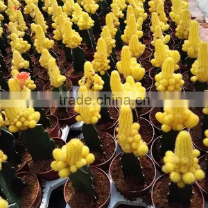 Baby Cactus Plant thumbnail-4