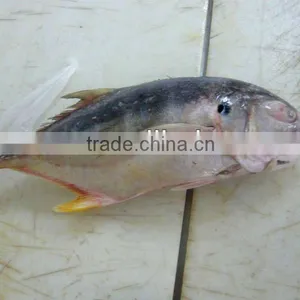 Frozen Yellow Fin Trevally Fish thumbnail-1