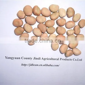 Price of Broad Beans / Faba Beans / Fava Beans for Cannery thumbnail-5