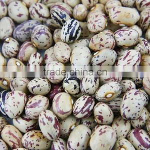 Light Speckled Kideny Bean thumbnail-2