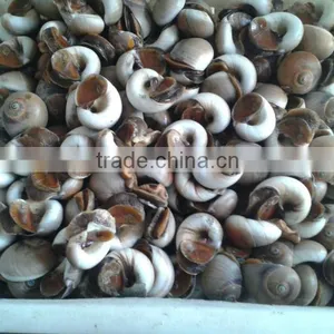 Frozen Sticky Snail Meat(703) thumbnail-2
