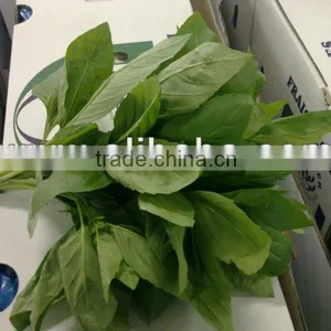 Fresh Basil thumbnail-1