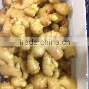 Fresh Ginger With Pvc Carton of Semi-dry Ginger thumbnail-1