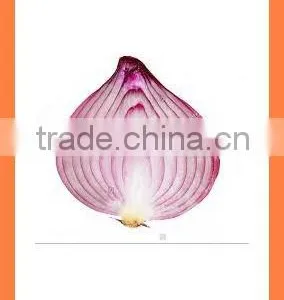 Export Fresh New Crop Red Yellow Onion thumbnail-5
