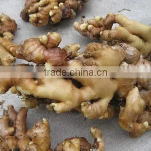 Washed Fresh Ginger From Vietnam thumbnail-1