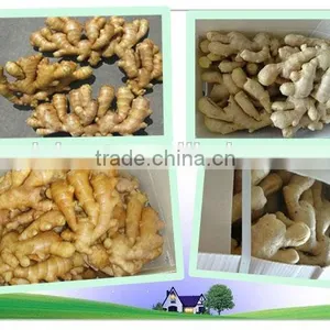 Organic Fresh Ginger thumbnail-2