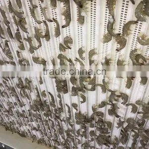 Hot Sale Seafoods Headless Vannamei Shrimp in Good Price thumbnail-1
