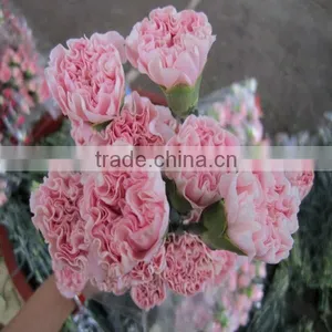 Low Price Fresh Carnation Flower for Wholesale thumbnail-1