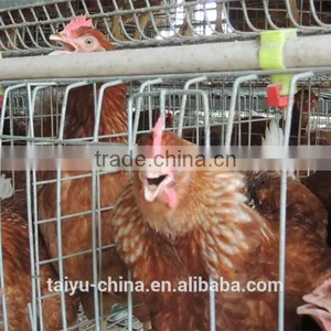 TAIYU Design Layer Chicken Cages In Kenya thumbnail-1