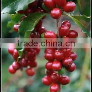 Freeze Dried Blend Coffee thumbnail-1