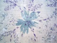 Ramie Yarn-dyed Fabric thumbnail-3