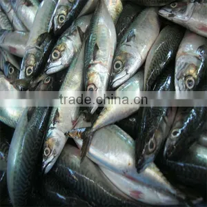 Best Season and High Quality Frozen Fish and Seafoods thumbnail-1