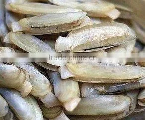 Frozen Vacuum Packed Razor Clam thumbnail-1