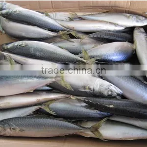 Frozen Pacific Mackerel WR Fish for Tuna Bait thumbnail-1