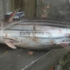 Skipjack Tuna thumbnail-2
