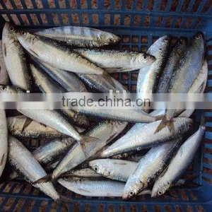 Frozen Sardine thumbnail-1