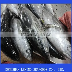 Frozen Whole Round Yellowfin Tuna Fish thumbnail-1