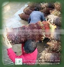 Cycas Revoluta Bare Root Loading thumbnail-1