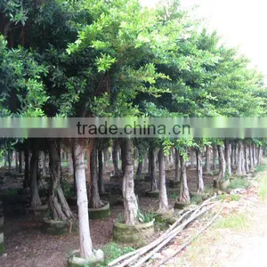 Ficus Nitida Landscaping Trees for Outdoor thumbnail-3