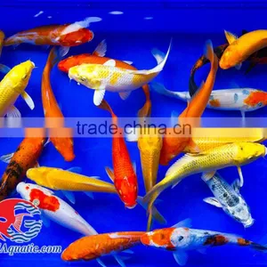 Koi Fish Bleeding Farm and Export From Thailand thumbnail-2