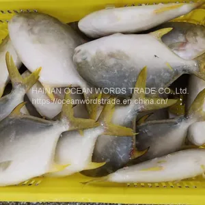 Good Golden Pompano, Golden Pomfret, Golden Pompano 300-400g/400-600g/500-600g/800+ thumbnail-3