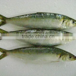 Frozen Sardine From Chinese Manufacture thumbnail-1