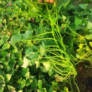 Sweet Potato Stem thumbnail-3