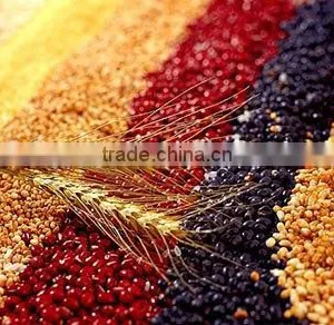 Chrysanthemum Microwave Drying Equipment thumbnail-6
