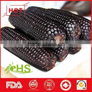 Sweet and Organic Purple Corn for Sale thumbnail-1