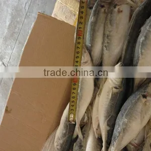 Frozen Fish Horse Mackerel thumbnail-1