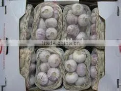Normal White Garlic thumbnail-1