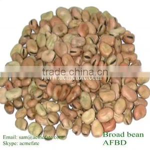 Chinese Yellow Horse Beans thumbnail-1