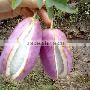 High Quality Rare Fruit Tree Seeds For Planting Holboellia Latifolia Wall Seeds thumbnail-6