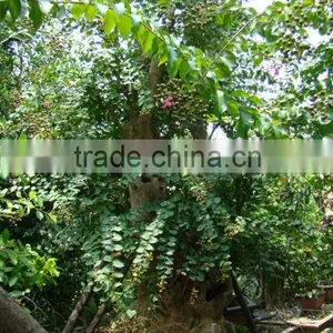 Lagerstroemia Indica L. thumbnail-5