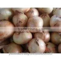 Fresh Onion thumbnail-1